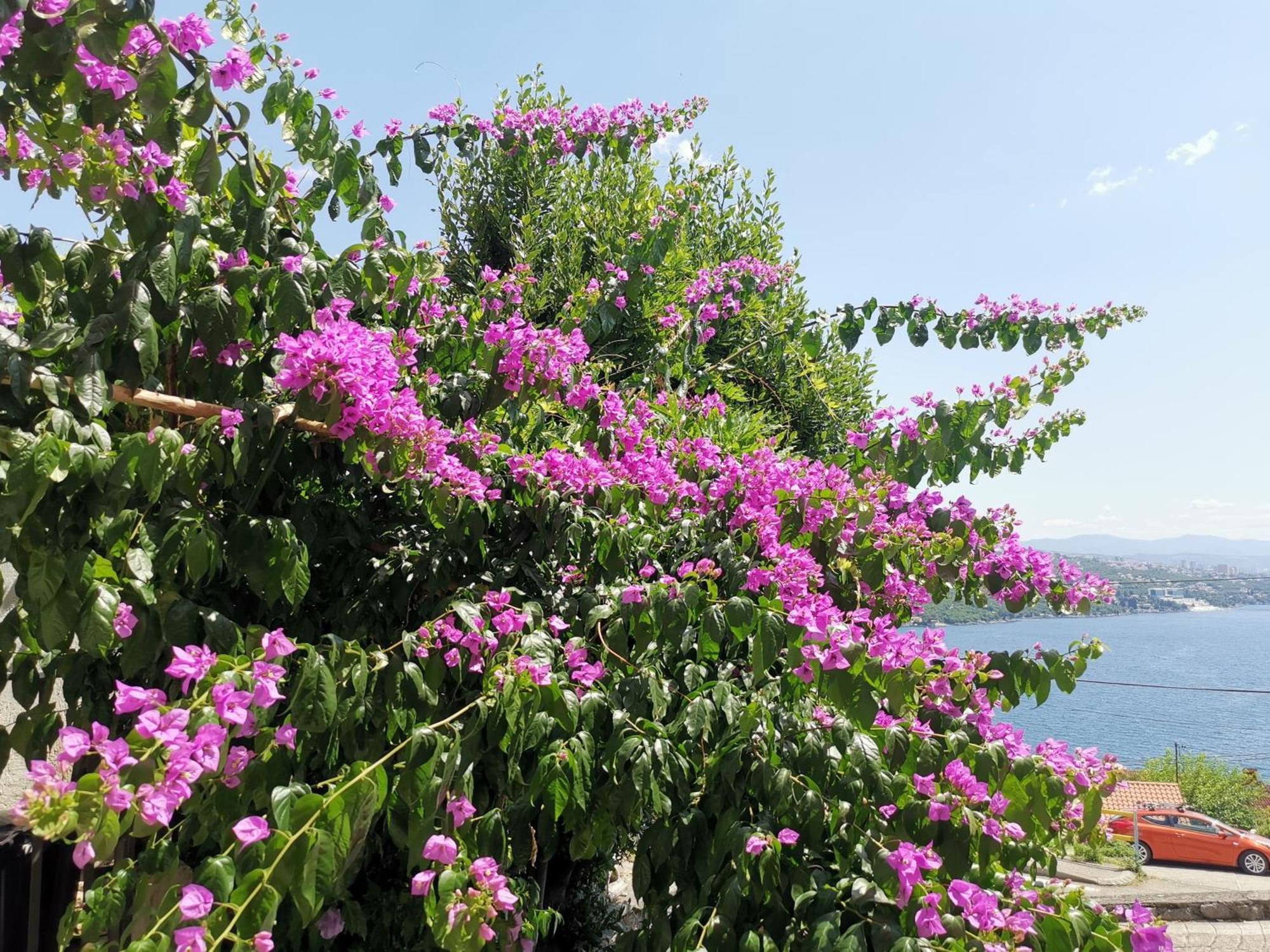 Apartament Ginko House Opatija Zewnętrze zdjęcie